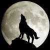   Wolf-alone
